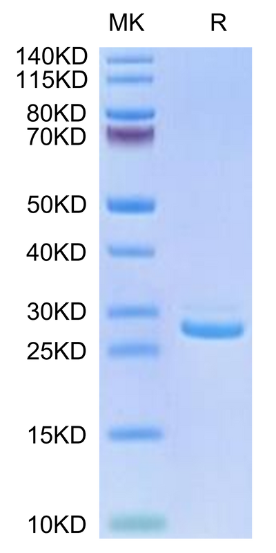 Human LILRB1 Domain1&2 on Tris-Bis PAGE under reduced conditions. The purity is greater than 95%.Recombinant Human LILRB1/CD85j/ILT2 Domain1&2-Protein, Active