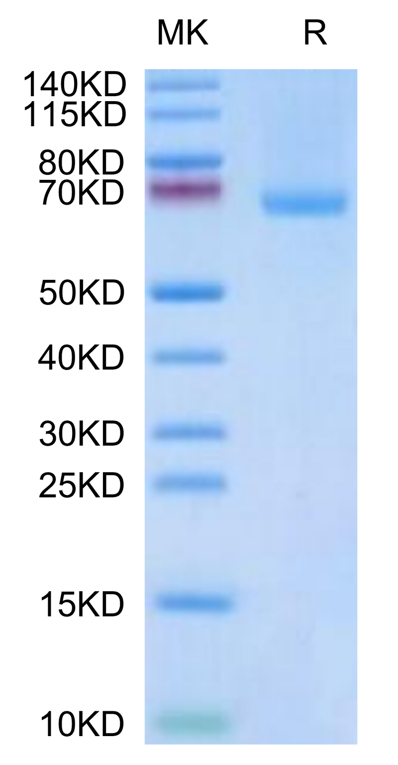 Rhesus macaque LILRB1 on Tris-Bis PAGE under reduced condition. The purity is greater than 95%.Recombinant Rhesus macaque LILRB1/CD85j/ILT2 Protein, Active