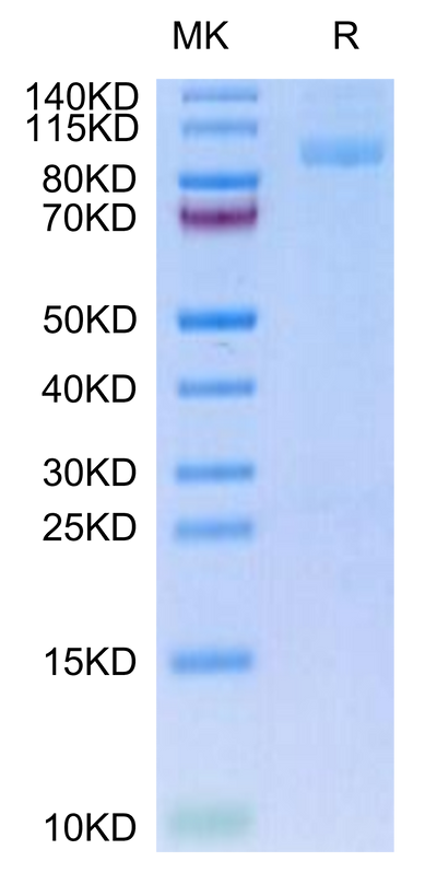 Mouse ITGA2B&ITGB3 on Tris-Bis PAGE under reduced condition. The purity is greater than 95%.Recombinant Mouse Integrin alpha 2B beta 3 (ITGA2B&ITGB3) Heterodimer Protein