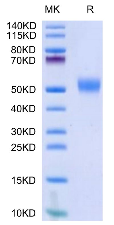 Biotinylated Human CD24 on Tris-Bis PAGE under reduced condition. The purity is greater than 95%.Biotinylated Human CD24 Protein (Primary Amine Labeling), Active