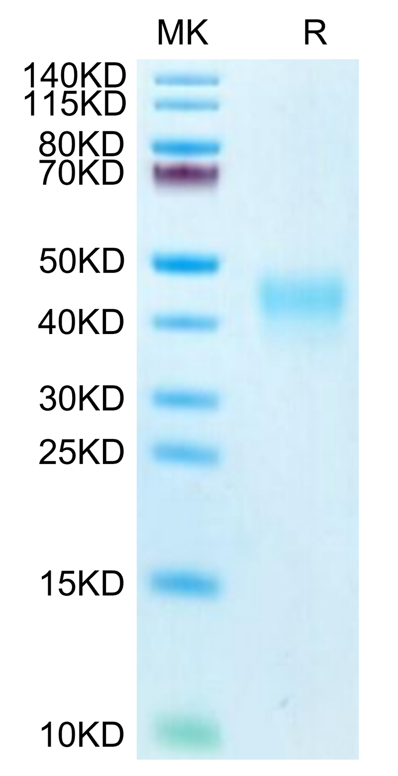 Biotinylated Human PD-1 on Tris-Bis PAGE under reduced. The purity is greater than 95%.Biotinylated Human PD-1/PDCD1 Protein, Active