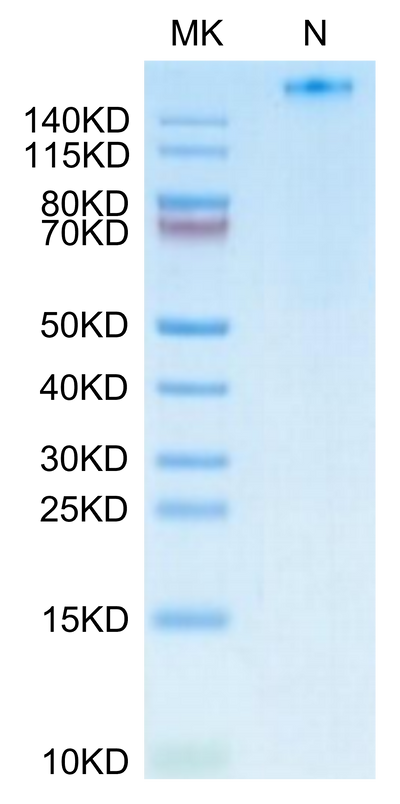 Human HLA-A*02:01&B2M&NY-ESO-1 (SLLMWITQV) Tetramer on Tris-Bis PAGE under Non reducing (N) condition. The purity is greater than 95%.Recombinant Human HLA-A*02:01&B2M&NY-ESO-1 (SLLMWITQV) Tetramer Protein, Active