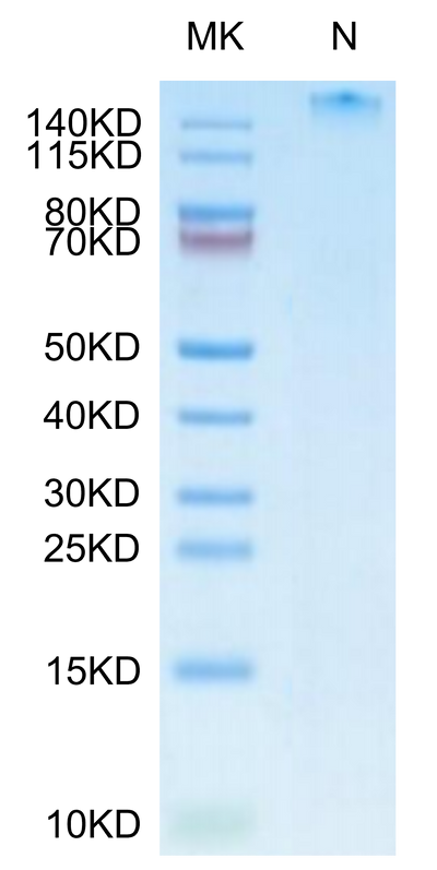 Human HLA-A*11:01&B2M&LMP2 (SSCSSCPLTK) Tetramer on Tris-Bis PAGE under Non reducing (N) condition. The purity is greater than 95%.Recombinant Human HLA-A*11:01&B2M&LMP2 (SSCSSCPLTK) Tetramer Protein