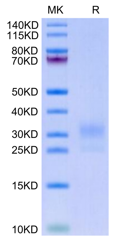 Biotinylated Human LAIR1 on Tris-Bis PAGE under reduced condition. The purity is greater than 95%.Biotinylated Human LAIR1/CD305 Protein, Active