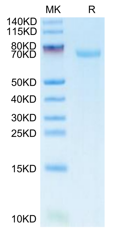 FITC-Labeled Human B7-H3 on Tris-Bis PAGE under reduced condition. The purity is greater than 95%.Recombinant FITC-Labeled Human B7-H3/CD276 Protein