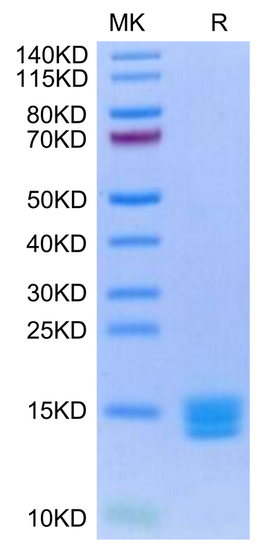 Biotinylated Human Mature TGF beta 3 on Tris-Bis PAGE under reduced condition. The purity is greater than 95%.Biotinylated Human Mature TGF beta 3 Protein, Active