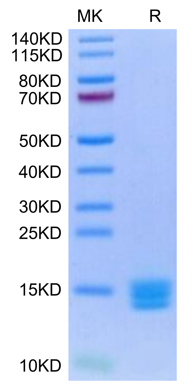Biotinylated Human Mature TGF beta 3 on Tris-Bis PAGE under reduced condition. The purity is greater than 95%.Biotinylated Human Mature TGF beta 3 Protein, Active