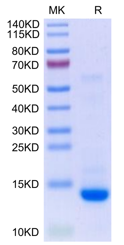 Biotinylated Human Mature TGF beta 2 on Tris-Bis PAGE under reduced condition. The purity is greater than 95%.Biotinylated Human Mature TGF beta 2 Protein, Active