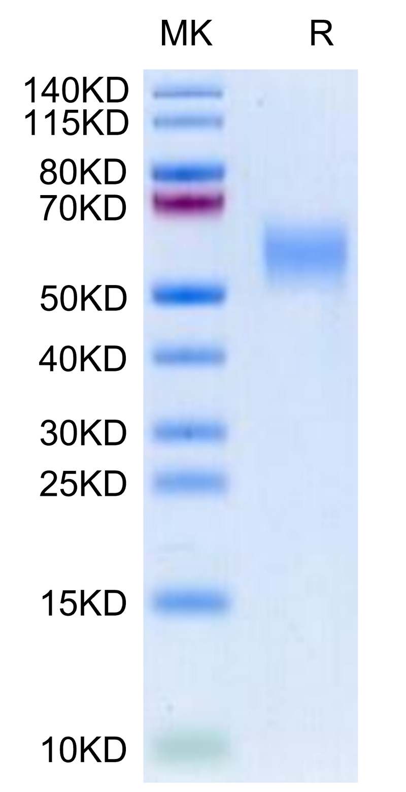 Biotinylated Cynomolgus GFRAL on Tris-Bis PAGE under reduced condition. The purity is greater than 95%.Biotinylated Cynomolgus GFRAL/GFR alpha-like Protein, Active