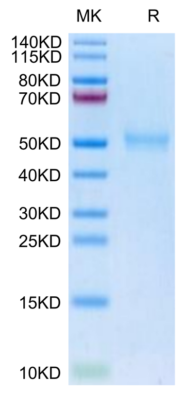 Biotinylated Human TGFBR1 on Tris-Bis PAGE under reduced condition. The purity is greater than 95%.Biotinylated Human TGFBR1 Protein