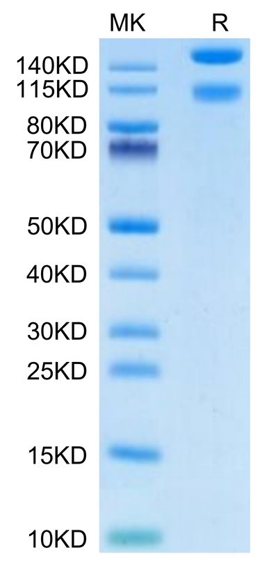 Mouse ITGA1&ITGB1 on Tris-Bis PAGE under reduced condition. The purity is greater than 95%.Recombinant Mouse Integrin alpha 1 beta 1 (ITGA1&ITGB1) Heterodimer Protein