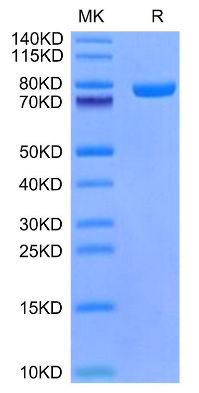 Mouse CD228 on Tris-Bis PAGE under reduced condition. The purity is greater than 95%.Recombinant Mouse CD228/MFI2 Protein