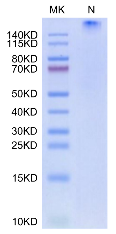 Human HLA-A*01:01&B2M&CT83 (NTDNNLAVY) Tetramer on Tris-Bis PAGE under Non reducing (N) condition. The purity is greater than 95%.Recombinant Human HLA-A*01:01&B2M&CT83 (NTDNNLAVY) Tetramer Protein