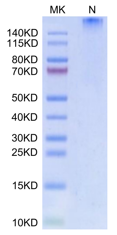 Human HLA-A*01:01&B2M&MAGE-A3 (EVDPIGHLY) Tetramer on Tris-Bis PAGE under Non reducing (N) condition. The purity is greater than 95%.Recombinant Human HLA-A*01:01&B2M&MAGE-A3 (EVDPIGHLY) Tetramer Protein
