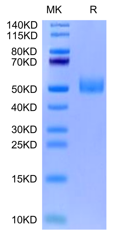 Biotinylated Mouse GFRAL on Tris-Bis PAGE under reduced condition. The purity is greater than 95%.Biotinylated Mouse GFRAL/GFR alpha-like Protein, Active