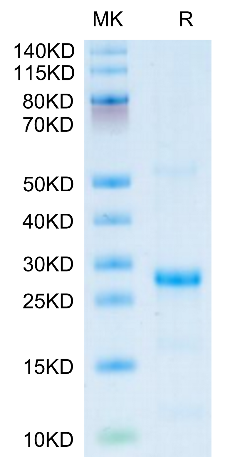Human CXCL13 on Tris-Bis PAGE under reduced condition. The purity is greater than 95%.Recombinant Human CXCL13/BCA-1 Protein, Active