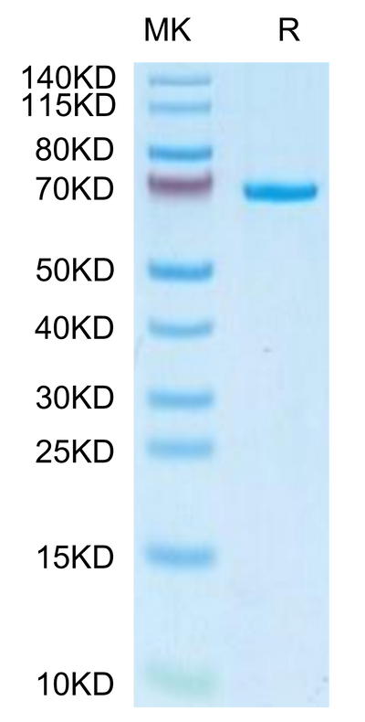 Canine AFP on Tris-Bis PAGE under reduced condition. The purity is greater than 95%.Recombinant Canine AFP Protein