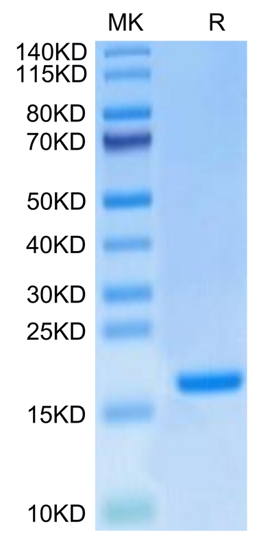 Mouse IL-20 on Tris-Bis PAGE under reduced condition. The purity is greater than 95%.Recombinant Mouse IL-20 Protein