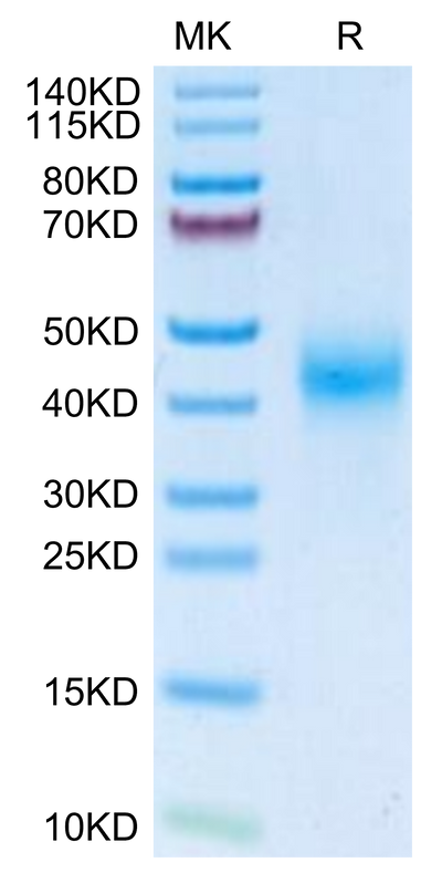 Mouse Fc gamma RIII on Tris-Bis PAGE under reduced condition. The purity is greater than 95%.Recombinant Mouse Fc gamma RIII/CD16 Protein, Active