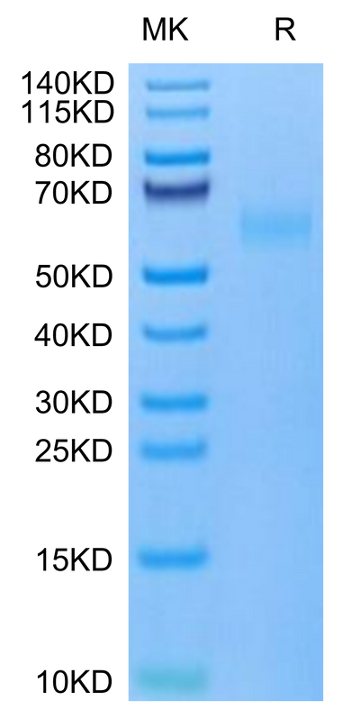 Mouse TNFRSF19 on Tris-Bis PAGE under reduced condition. The purity is greater than 95%.Recombinant Mouse TNFRSF19 Protein