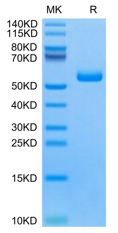 Human TNFRSF19 on Tris-Bis PAGE under reduced condition. The purity is greater than 95%.Recombinant Human TNFRSF19 Protein