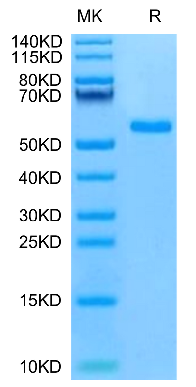 Mouse NKG2C on Tris-Bis PAGE under reduced condition. The purity is greater than 95%.Recombinant Mouse NKG2C/CD159c Protein
