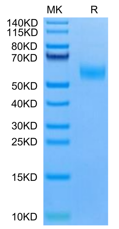 Mouse EDA2R on Tris-Bis PAGE under reduced condition. The purity is greater than 95%.Recombinant Mouse EDA2R Protein