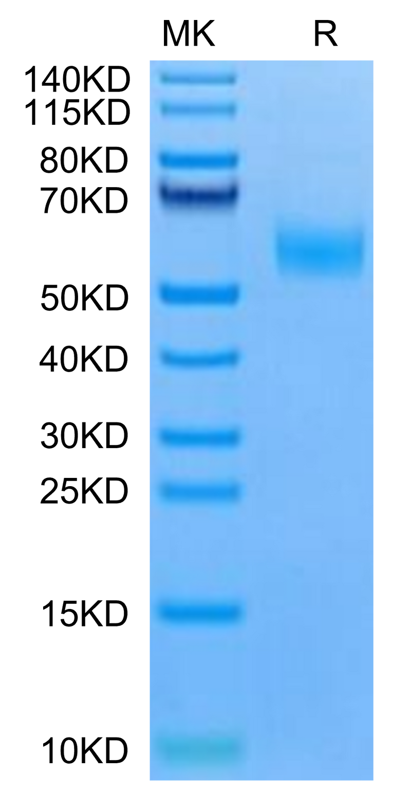 Mouse EDA2R on Tris-Bis PAGE under reduced condition. The purity is greater than 95%.Recombinant Mouse EDA2R Protein