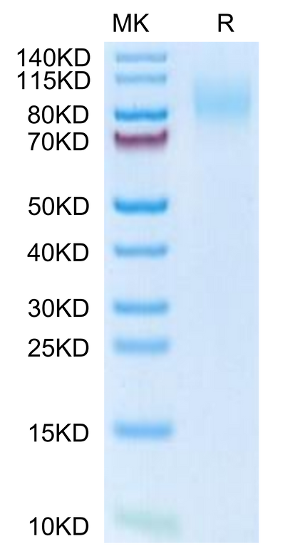 Mouse MERTK on Tris-Bis PAGE under reduced condition. The purity is greater than 95%.Recombinant Mouse MERTK/Mer Protein