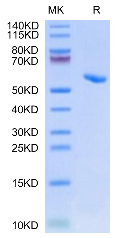 Human HLA-A*02:01&B2M&HBV (FLLTRILTI) Monomer on Tris-Bis PAGE under reduced condition. The purity is greater than 95%.Recombinant Human HLA-A*02:01&B2M&HBV (FLLTRILTI) Monomer Protein