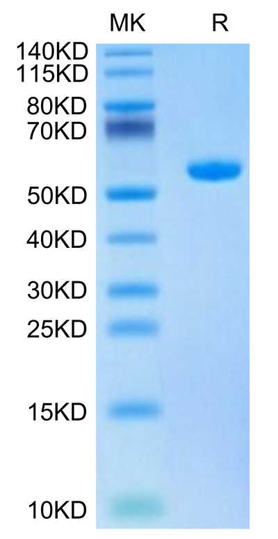 Biotinylated Human HLA-A*02:01&B2M&HBV (FLLTRILTI) Monomer on Tris-Bis PAGE under reduced condition. The purity is greater than 95%.Biotinylated Human HLA-A*02:01&B2M&HBV (FLLTRILTI) Monomer Protein