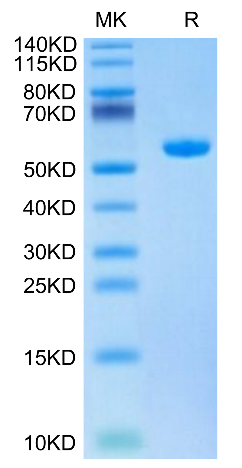 Biotinylated Human HLA-A*02:01&B2M&HBV (FLLTRILTI) Monomer on Tris-Bis PAGE under reduced condition. The purity is greater than 95%.Biotinylated Human HLA-A*02:01&B2M&HBV (FLLTRILTI) Monomer Protein