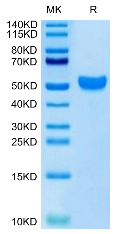 Human NKG2C on Tris-Bis PAGE under reduced condition. The purity is greater than 95%.Recombinant Human NKG2C/CD159c Protein