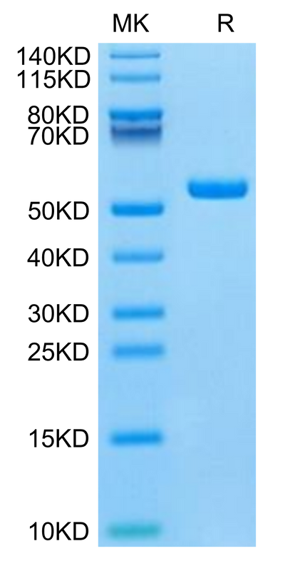 Mouse IFN alpha 1 on Tris-Bis PAGE under reduced condition. The purity is greater than 95%.Recombinant Mouse IFN alpha 1 Protein, Active