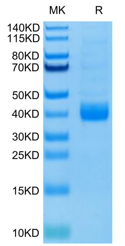 Biotinylated Human NKp46 (Primary Amine Labeling) on Tris-Bis PAGE under reduced condition. The purity is greater than 95%.Biotinylated Human NKp46/NCR1/CD335 Protein (Primary Amine Labeling), Active