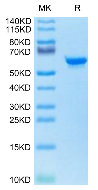 Canine TAG-72 on Tris-Bis PAGE under reduced condition. The purity is greater than 95%.Recombinant Canine TAG-72 Protein
