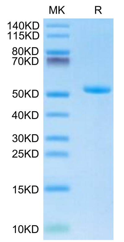 Human TLT-1 on Tris-Bis PAGE under reduced condition. The purity is greater than 95%.Recombinant Human TLT-1/TREML1 Protein