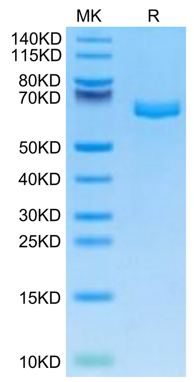 Mouse EPHA2 on Tris-Bis PAGE under reduced condition. The purity is greater than 95%.Recombinant Mouse EPHA2 Protein