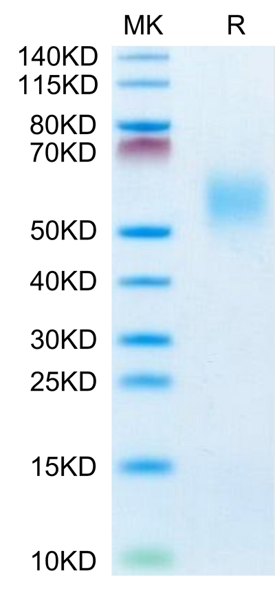 Cynomolgus FGFR2 beta (IIIb) on Tris-Bis PAGE under reduced condition. The purity is greater than 95%.Recombinant Cynomolgus FGFR2 beta (IIIb) Protein, Active