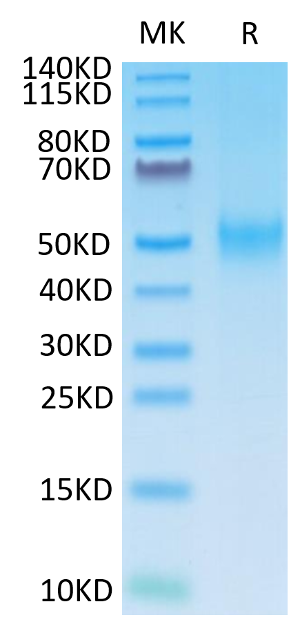 Mouse B7-1 on Tris-Bis PAGE under reduced condition. The purity is greater than 95%.Recombinant Mouse B7-1/CD80 Protein