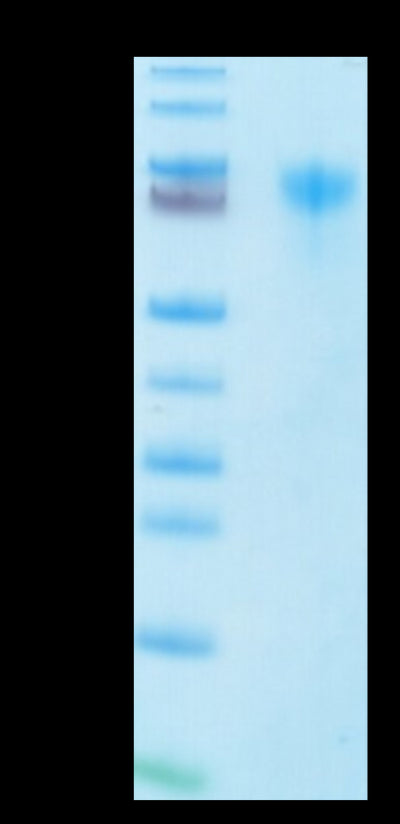 Human LILRA1 on Tris-Bis PAGE under reduced condition. The purity is greater than 95%.Recombinant Human LILRA1/CD85i/LIR-6 Protein