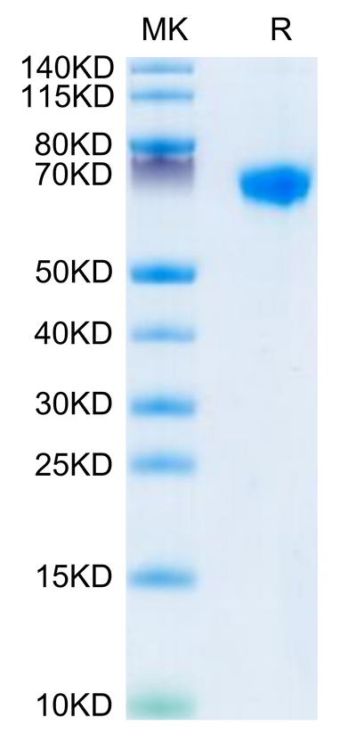 Rhesus macaque LILRB1 on Tris-Bis PAGE under reduced conditions. The purity is greater than 95%.Recombinant Rhesus macaque LILRB1/CD85j/ILT2 Protein, Active