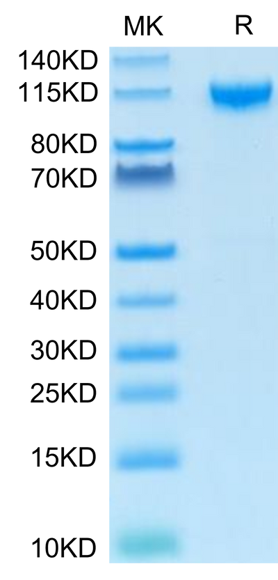 Human IL-27RA on Tris-Bis PAGE under reduced condition. The purity is greater than 95%.Recombinant Human IL-27RA/TCCR Protein, Active