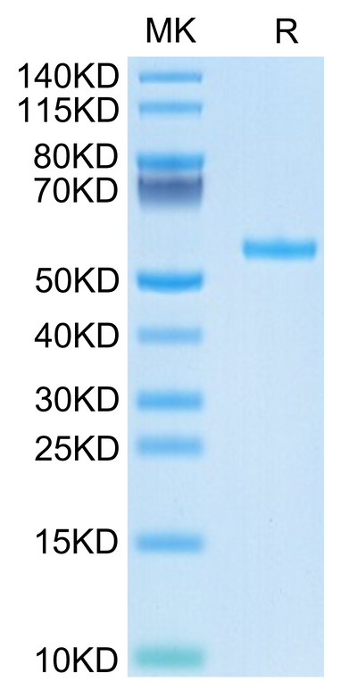Biotinylated Human HLA-A*02:01&B2M&WT-1 (RMFPNAPYL) Monomer on Tris-Bis PAGE under reduced condition. The purity is greater than 95%.Biotinylated Human HLA-A*02:01&B2M&WT-1 (RMFPNAPYL) Monomer Protein, Active