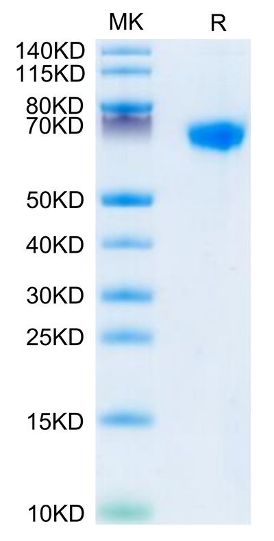 Rhesus macaque LILRB1 on Tris-Bis PAGE under reduced condition. The purity is greater than 95%.Recombinant Rhesus macaque LILRB1/CD85j/ILT2 Protein, Active