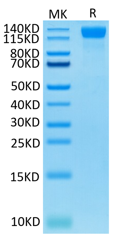 Human VEGF R2 on Tris-Bis PAGE under reduced condition. The purity is greater than 95%.Recombinant Human VEGF R2/KDR Protein, Active