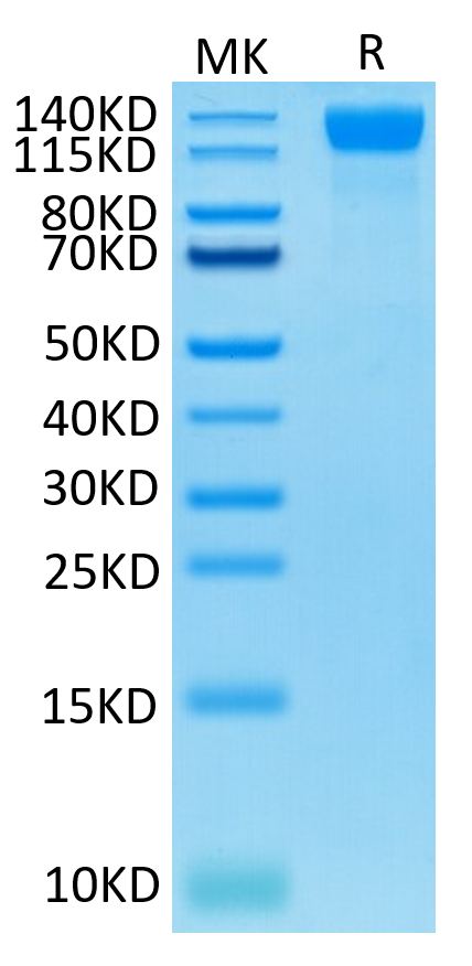 Human VEGF R2 on Tris-Bis PAGE under reduced condition. The purity is greater than 95%.Recombinant Human VEGF R2/KDR Protein, Active