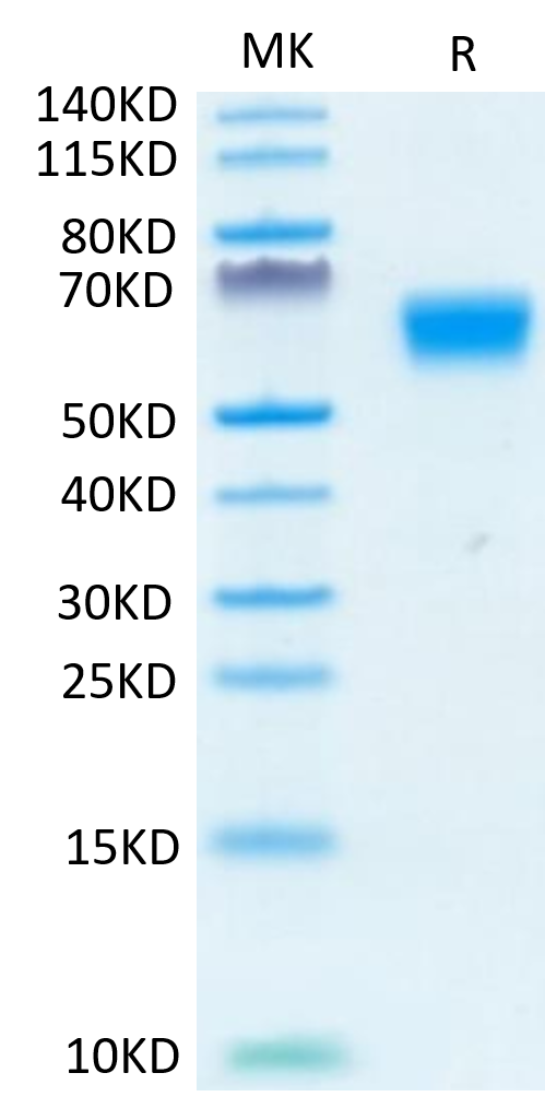 Human TGF-beta RII on Tris-Bis PAGE under reduced condition. The purity is greater than 95%.Recombinant Human TGF-beta RII/TGFBR2 Protein, Active