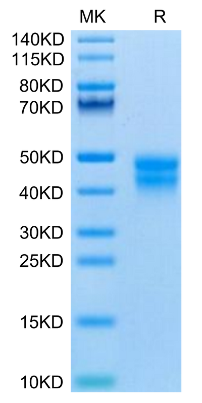 Mouse BTN2A2 on Tris-Bis PAGE under reduced condition. The purity is greater than 95%.Recombinant Mouse BTN2A2 Protein