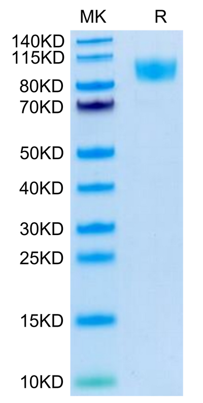 Human CD45 on Tris-Bis PAGE under reduced condition. The purity is greater than 95%.